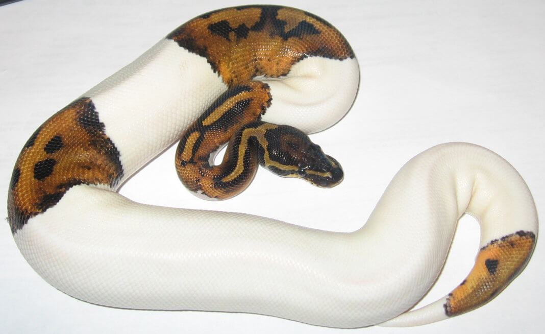 Piebald Ball Python Morph Facts, Info, Housing & Feeding