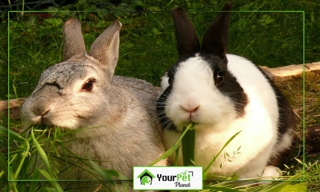 5 Most Popular Rabbit Breeds in US Your Pet