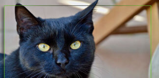 types of black cats with green eyes