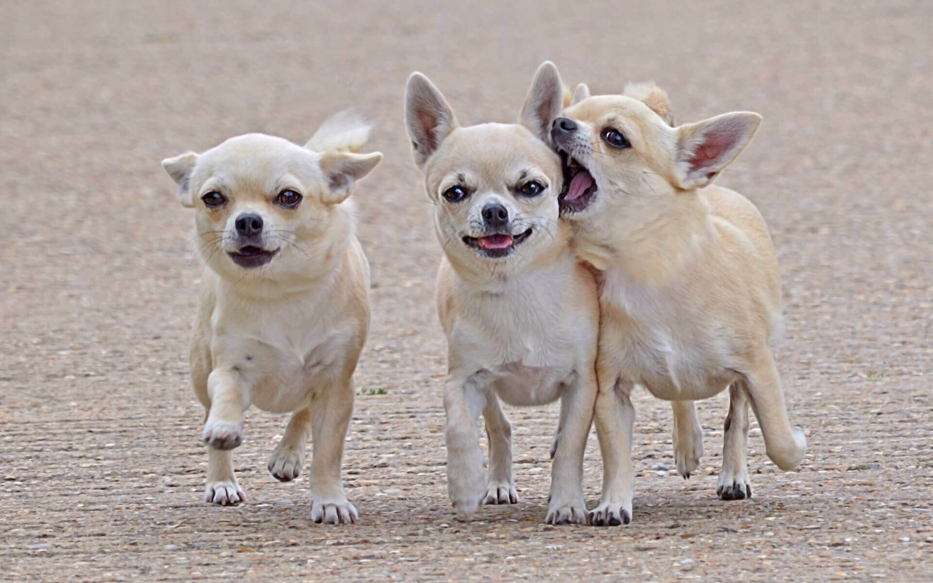 Chihuahua Purse dog 