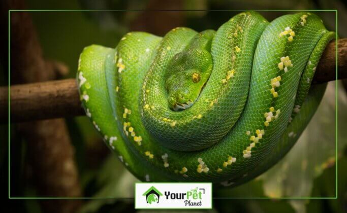 9 Top Green Tree python Fun Facts You Must Know - Your Pet Planet