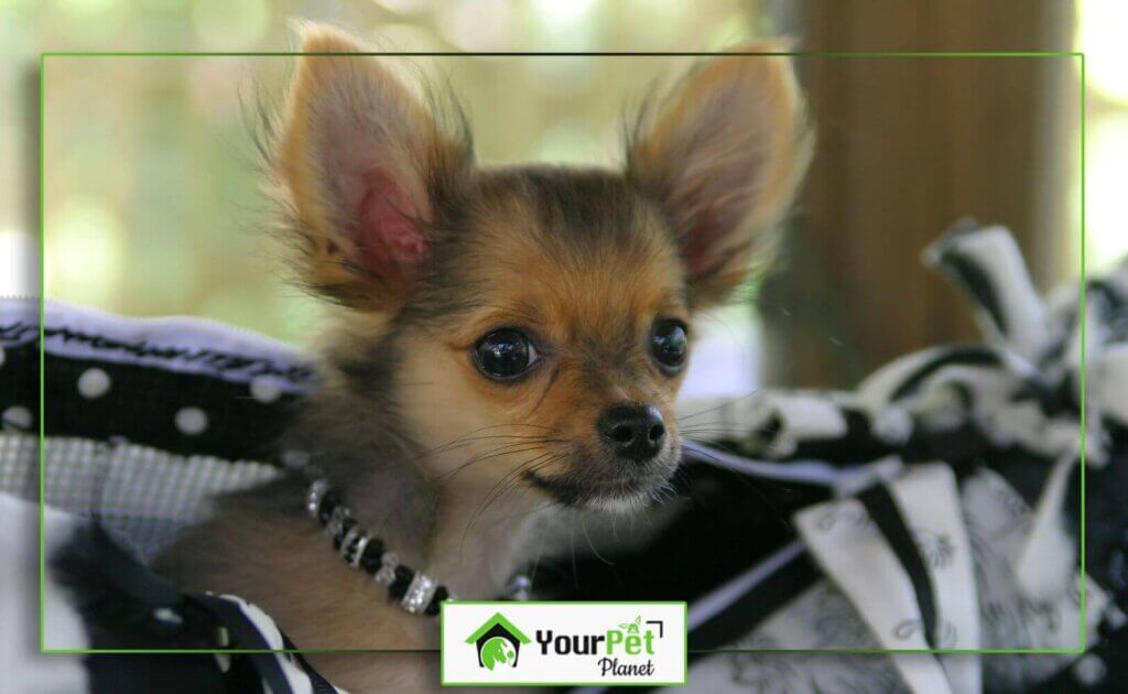 10 Different Breeds of Pocket Puppies Your Pet Your Pet