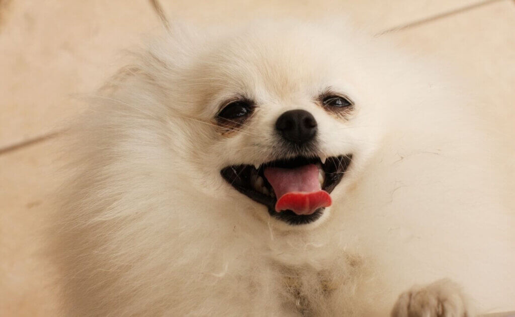 10 Surprising Teacup Dog Facts, You Never Knew Before Your Pet