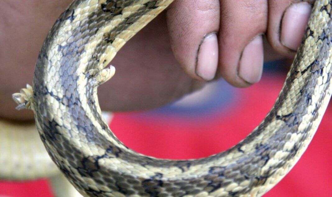 Is there any Snake with Feet? Snakes have Toes! Your Pet