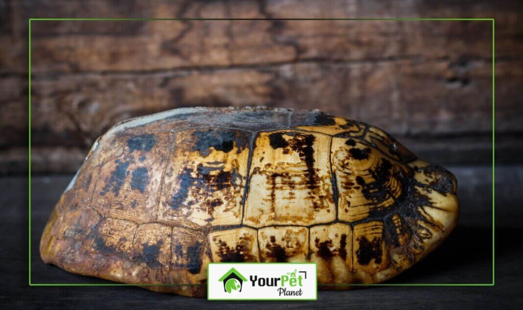 Why is My Turtle's Shell Soft 5 Reasons to Know Your Pet