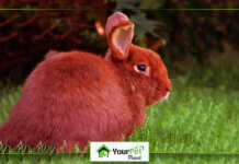 Beautiful Red Rabbit