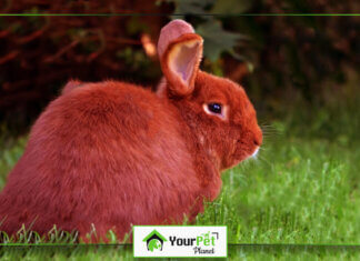 Beautiful Red Rabbit