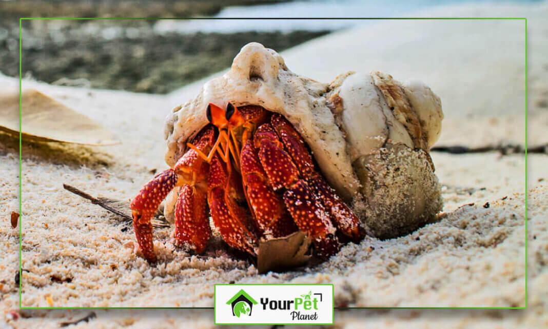 The Life of a Hermit Crab without Shell Your Pet