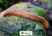 A Brown Millipedes Walking On Stone