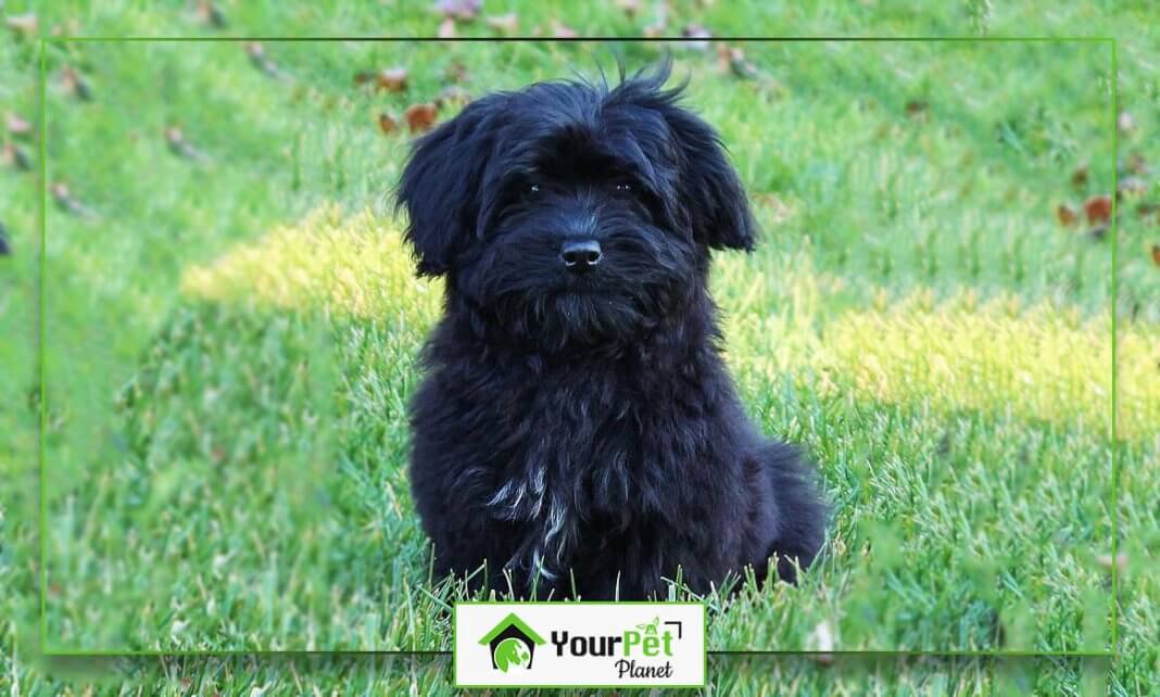 Black Maltese Dog Breed Information Step By Step Your Pet