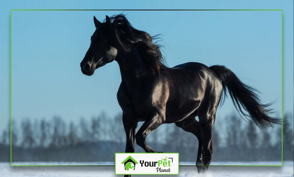 Facts, traits, and appearance of the Black Mustang Horse Your Pet