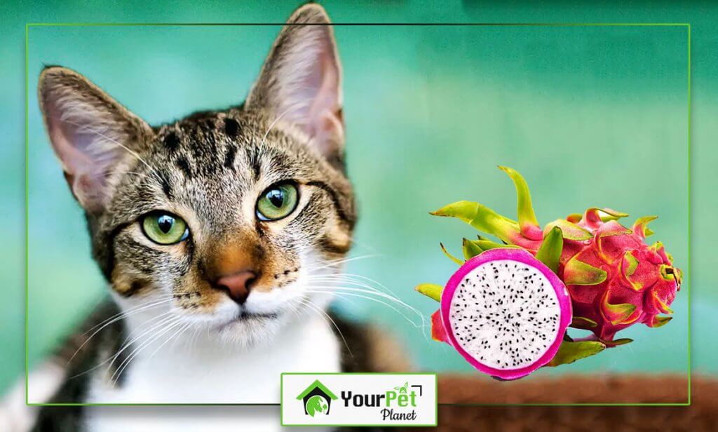 Can cats eat dragon fruits? What You Need to Know Your Pet
