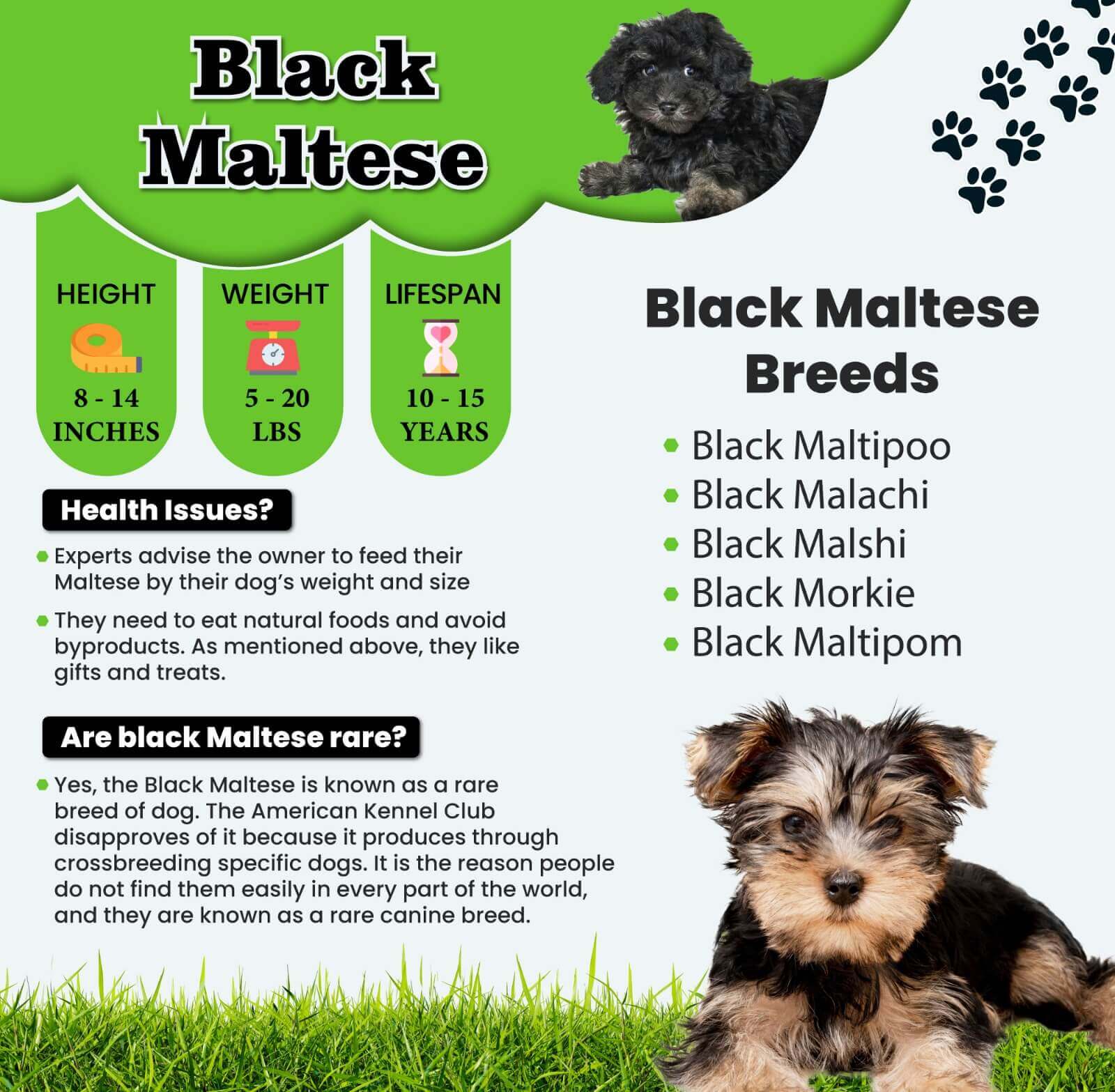 Black Maltese Dog Breed Information Step By Step Your Pet