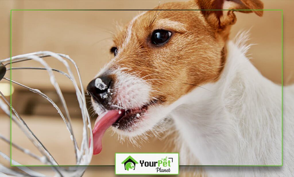 Dog Licking Behavioral and Medical Reasons Your Pet