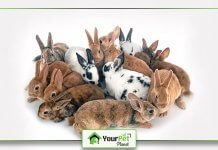 Brown and White Rabbits