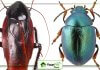 Two-Cockroach-and-Beetle