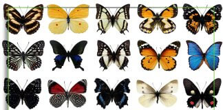 Different-Types-of-Butterflies
