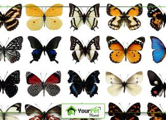 Different-Types-of-Butterflies
