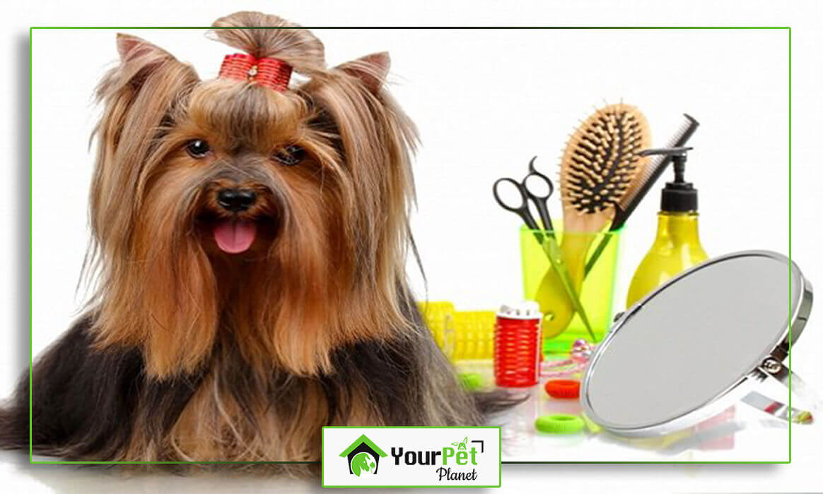 Dog Grooming A MustDo Activity Your Pet