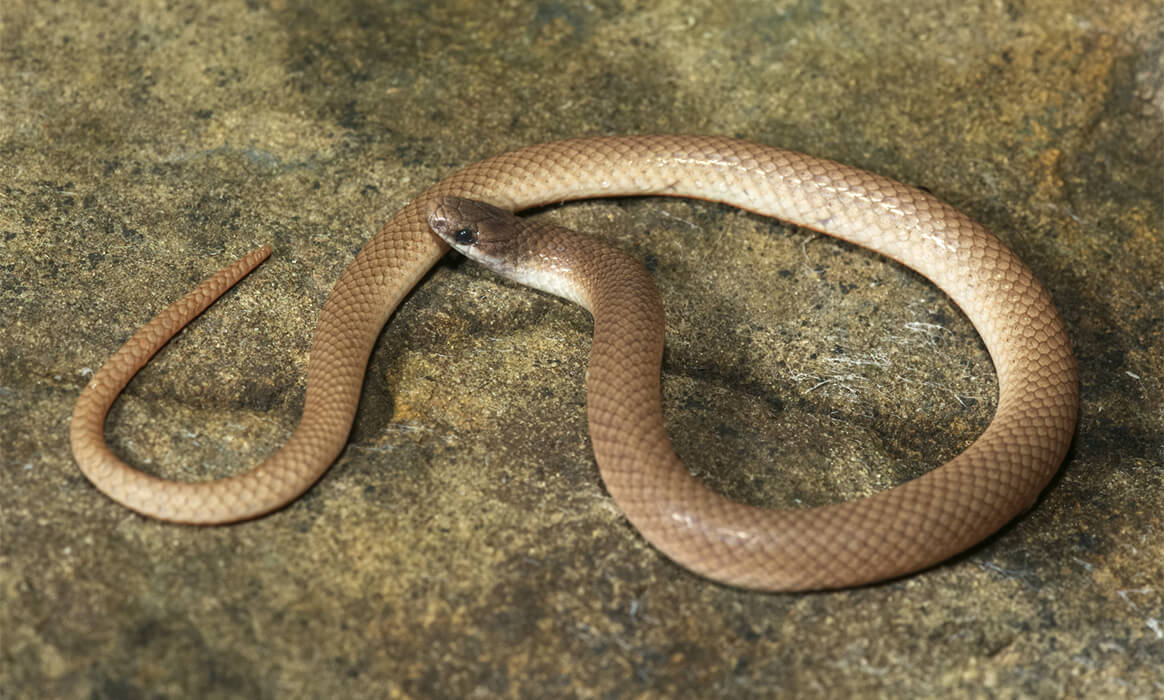 Snakes in Arkansas Native Snakes Species Your Pet