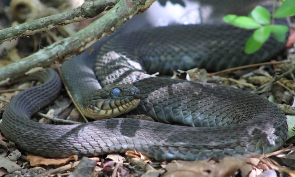 Snakes in Arkansas Native Snakes Species Your Pet