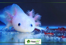 blue and white axolotl