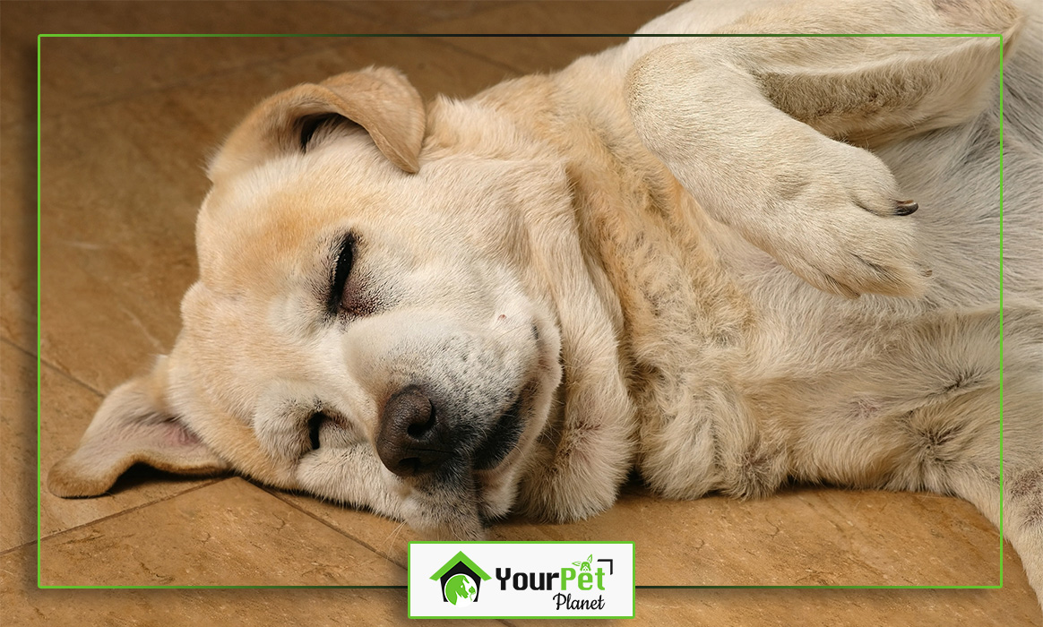 Melatonin Dosage for Dogs Dos and Don